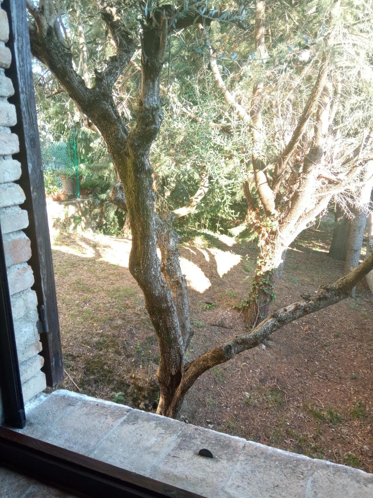 B&B All'Ombra di San Damiano Assisi Esterno foto
